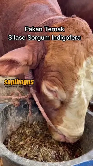 Pakan-Ternak-Silase-Sorgum-Indigofera